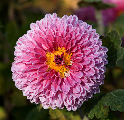 chrysanthemum morifolium